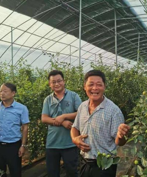 红枣新闻头条，中农科测助力红枣产业蓬勃发展