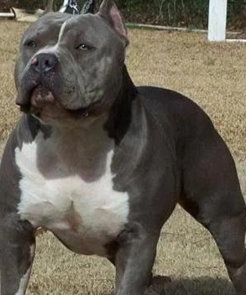世界恶犬战斗排名