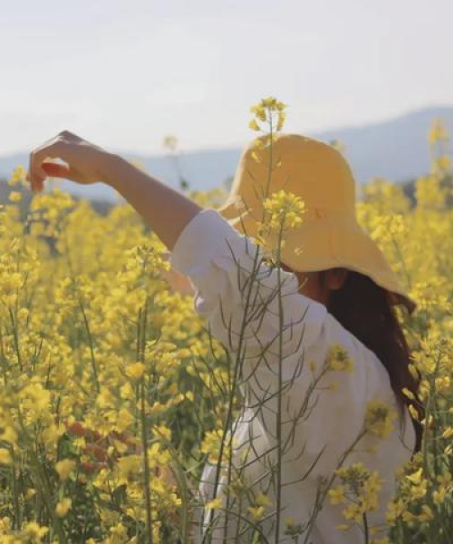 普洱油菜花最新视频介绍——绽放金色花海的美妙瞬间