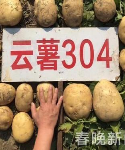 今日含锌钢价格走势最新分析及展望