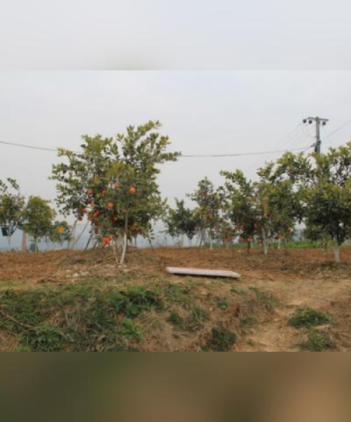 农业科技人员的就业市场调查与分析
