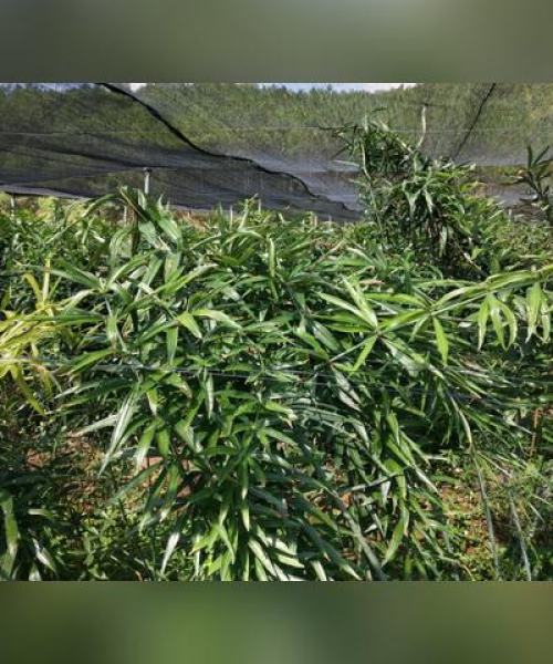 前沿农业科技的投资趋势